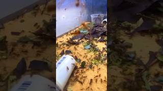 Ants Demolish Maple Leaves  Leaf Cutter Ants Atta mexicana [upl. by Norred681]