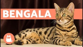 GATO BENGALÍ O DE BENGALA  CARACTERÍSTICAS Y CARÁCTER [upl. by Ailahs]