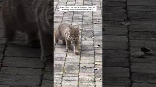 A woman rescues a trapped bobcat and then bobcat cat short [upl. by Amalberga34]