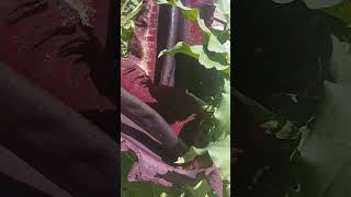 Dracunculus vulgaris florecida con moscas [upl. by Foy720]