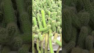 සල්ලි මවන පතොක්  Cacti  A fountain of money cactus mortivation floriculture harti [upl. by Rehnberg]