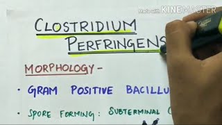 clostridium perfringens  microbiology  handwritten notes [upl. by Ardle]