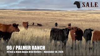 PALMER RANCH 70 Red amp Black Angus Bred Heifers [upl. by Eletnahs]