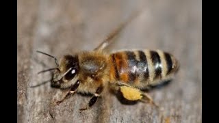 Choosing the best type of honey bees and traits of those honey bees [upl. by Carolus]