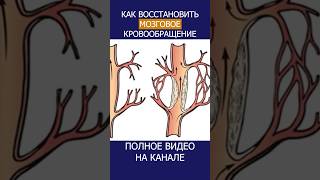 СОСУДЫ МОЗГА и их ВАЖНОСТЬ что происходит когда они ослабевают shotrs сосуды мозг [upl. by Gnivri]