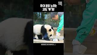 후이 분유를 탐낸 루이🤣 어림없지 할부지 출동🚨  shorts panda Babypanda twins [upl. by Nedak910]