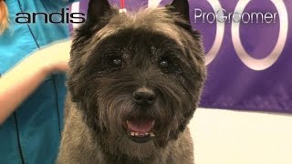 Grooming Guide  Cairn Terrier Pet Trim  Pro Groomer [upl. by Ylelhsa]