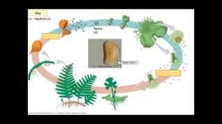 The Fern Lifecycle [upl. by Annayk760]