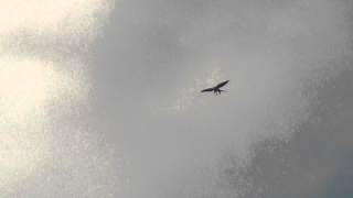 Swallow tailed Kite eating pigeon [upl. by Madai]