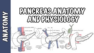 Pancreas Clinical Anatomy and Physiology [upl. by Olraced]