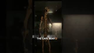 The Cave bear  Männlicher Höhlenbär🐻🐻🐻🐻 [upl. by Nerradal888]