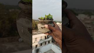 How to grow jaam from seeds🌱😍 indianfarmer terracegardening kitchengardning balconygarden short [upl. by Llered69]