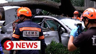 One dead another injured as massive tree falls in KL city centre [upl. by Kempe440]