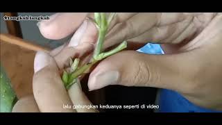 Video Praktek PERKEMBANGBIAKAN VEGETATIF BUATAN DAN PEWARISAN SIFAT kelompok 2 [upl. by Lapotin]