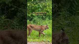 Rare Canada Lynx Spotted in Vermont cat wildanimal [upl. by Tymothy]