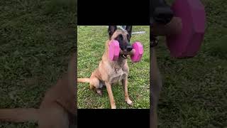 Watch this The Incredible Malinois Belgian Shepherd Dogs [upl. by Lundeen592]