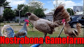 Lets Visit The Farm Of Nostrabona Gamefarm [upl. by Christabella]