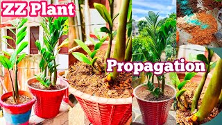 How To Repotting ZZ Plant  Best Soil Mix for ZZ Plant  ZZ Plant Propagation [upl. by Ellainad451]