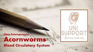 Enteropneusta  Acorn Worm  Balanoglossus  Circulatory System [upl. by Holle]