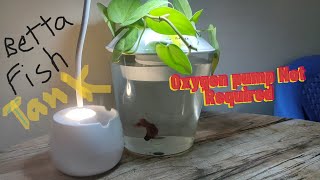 UNBOXING BETTA FISH TANK [upl. by Anihta]