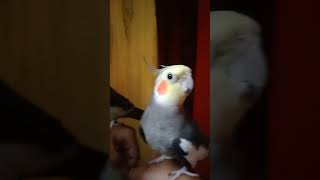 Cockatiel singing september shorts trending cockatielsound birds singingbirds cockatielsound [upl. by Jason821]