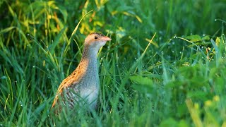 Corn crake singing [upl. by Eleanore]