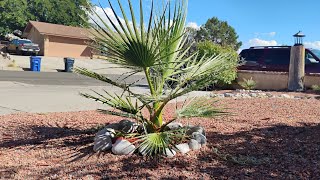 California Fan Palm Update September 29th [upl. by Fidelas]