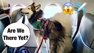 Taking Meeka The Talking Husky On An Airplane [upl. by Netsirt]