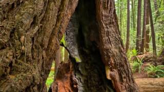 A kids song about Redwood Trees [upl. by Soloman]