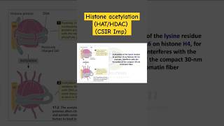 Histone Acetylation  Transcription Stimulation  HAC and HDAC  Biodotcom  csir jrf shorts [upl. by Neerihs]