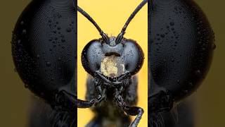 wasp closeup macro shot ✨  wildlife wasp macrophotography macro insects wildlifephotography [upl. by Groves866]