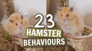 23 Hamster Behaviours 🐹 [upl. by Arjan]