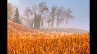 YELLOWSTONE PARK BULL ELK MATING CALLS [upl. by Akinnor]