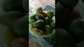 Fomos fazer aquela pescaria raiz caipira pegamos umas lambari 3 traíra e muita manga🌊🎣🥭🤤😋 [upl. by Gelb]