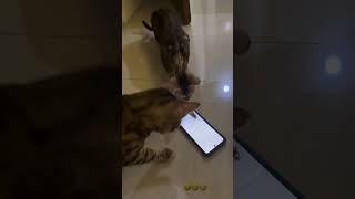 Cat catches mouse on phone screen [upl. by Nya]