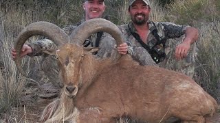 FREE RANGE AOUDAD HUNTING IN WEST TEXAS [upl. by Cinimmod]