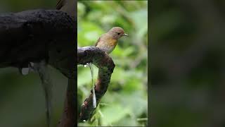 Natures Moment Hainan Blue Flycatchers at Bang Poo birds wildlife thailand birdwatchingjoy [upl. by Nibuz15]