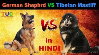 Tibetan Mastiff VS German Shepherd  Dog vs Dog  Dog Comparison  The Ultimate Channel [upl. by Ati]