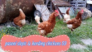 pasení slepic amp herding chickens 59 [upl. by Suoicserp92]