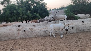 Our Dubai Trips  Safari Park  Hatta  Sharjah Aquarium  non edited files [upl. by Itnavart]