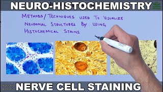 Neurohistochemistry  Staining of Nerve Cell [upl. by Enilekaj94]