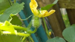 How to hand pollinate Cantaloupes  Chicago Gardener [upl. by Chevalier]