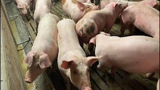 How To Improve Genetics At Your PIG Farm [upl. by Nnair]