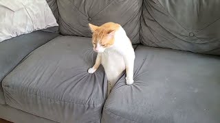 Funny Cat Videos of 2024 😍 Try not to laugh [upl. by Eelnyl]