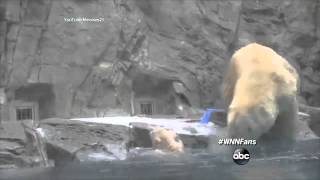 Mama Polar Bear Rescues Cub Who Cant Swim [upl. by Einnus793]