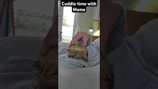 Trunky the Horsefield Tortoise cuddle with Mama veronikakoleva2372 shorts short pets love [upl. by Addis]