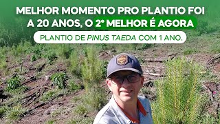 Melhor momento pro plantio foi a 20 anoso 2º melhor é agoraPlantio de Pinus Taeda com 1 anov125 [upl. by Neila]