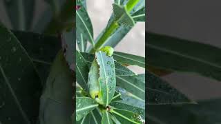 Voracious Feeding On Nerium plant leaves  Oleander Hawk Moth caterpillar Army color MothNerium [upl. by Rabassa711]