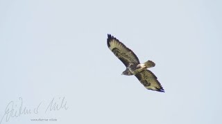 Mäusebussard im Gleitflug common buzzard gliding [upl. by Gemmell987]