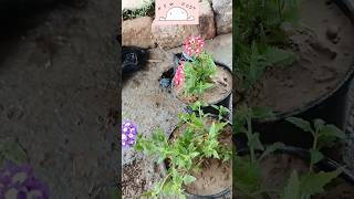 Verbena Flower  Verbena Plant Care  How To Grow Verbena Flowersshortsviralshortytshort [upl. by Ynohtnael]